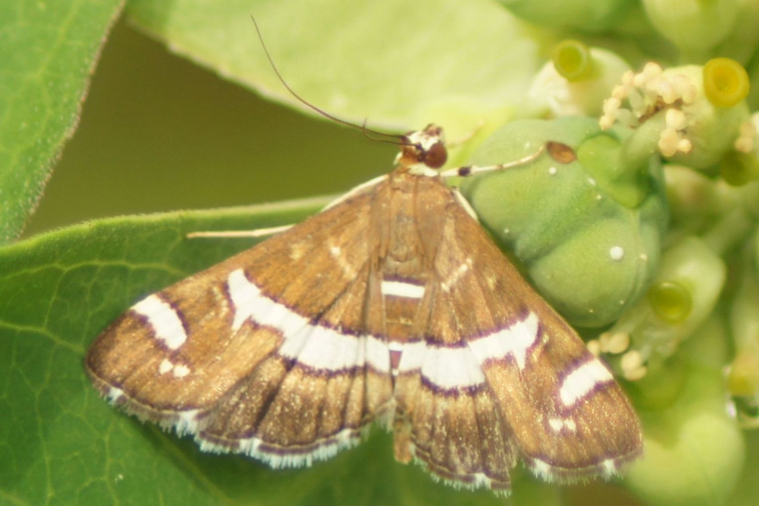 Omiodes telegrapha - Rübenwebwurmmotte (Hawaiianische Rübenwebwurmmotte)